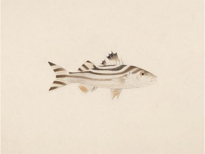 Fish XVIII Vintage Art Print