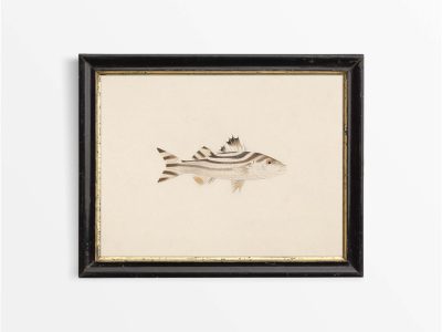 Fish XVIII Vintage Art Print