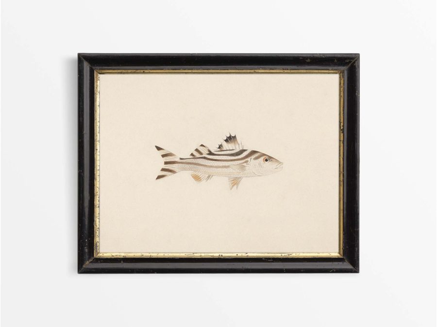 Fish XVIII Vintage Art Print