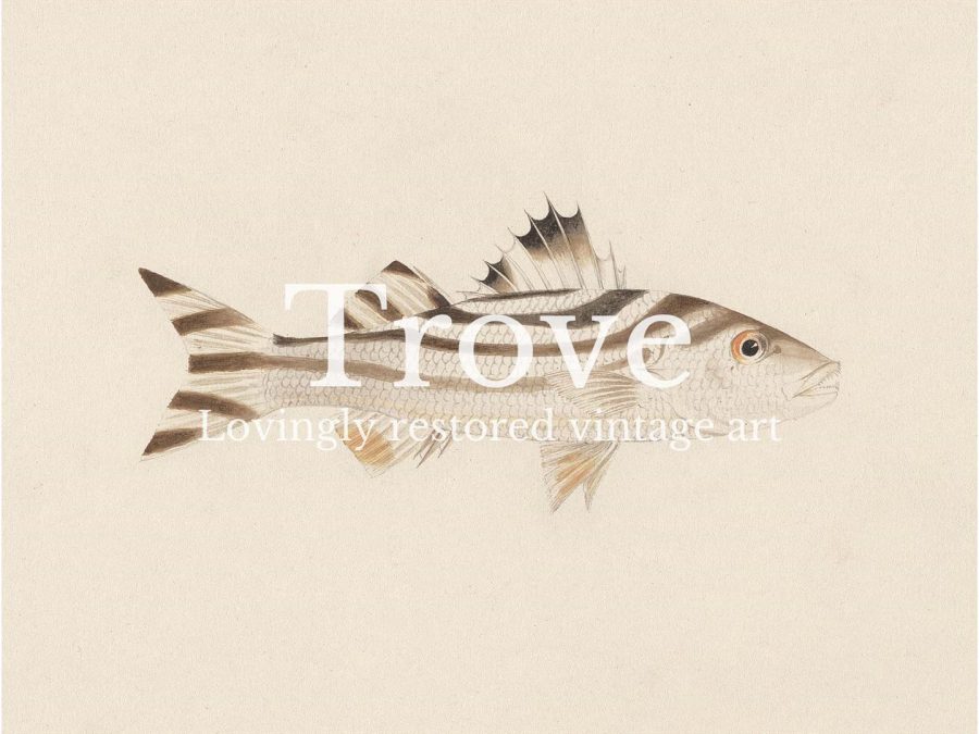 Fish XVIII Vintage Art Print