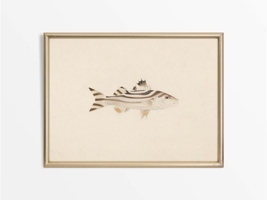 Fish XVIII Vintage Art Print