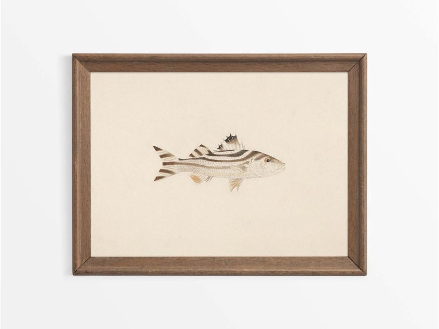 Fish XVIII Vintage Art Print