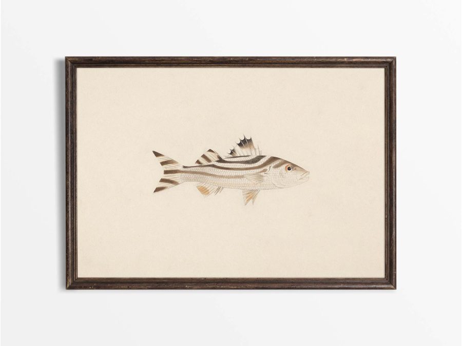 Fish XVIII Vintage Art Print