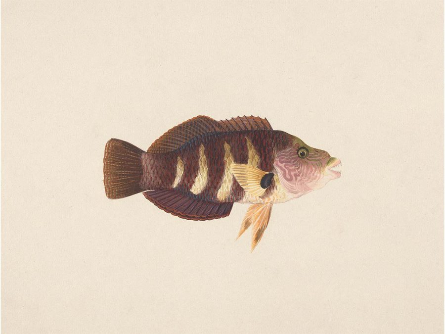 Fish XX Vintage Art Print