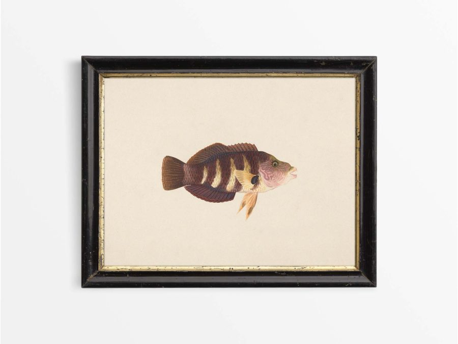 Fish XX Vintage Art Print