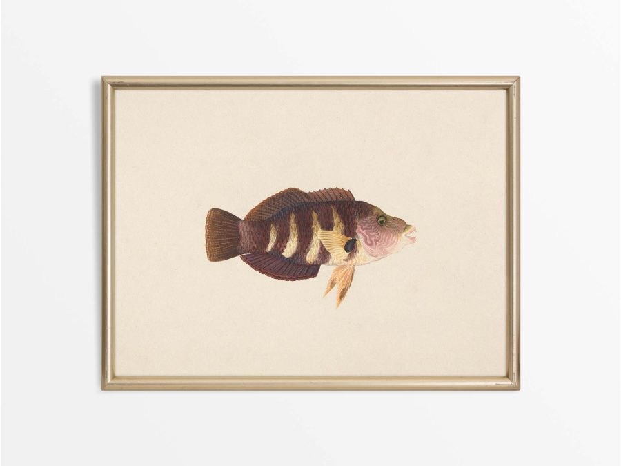 Fish XX Vintage Art Print