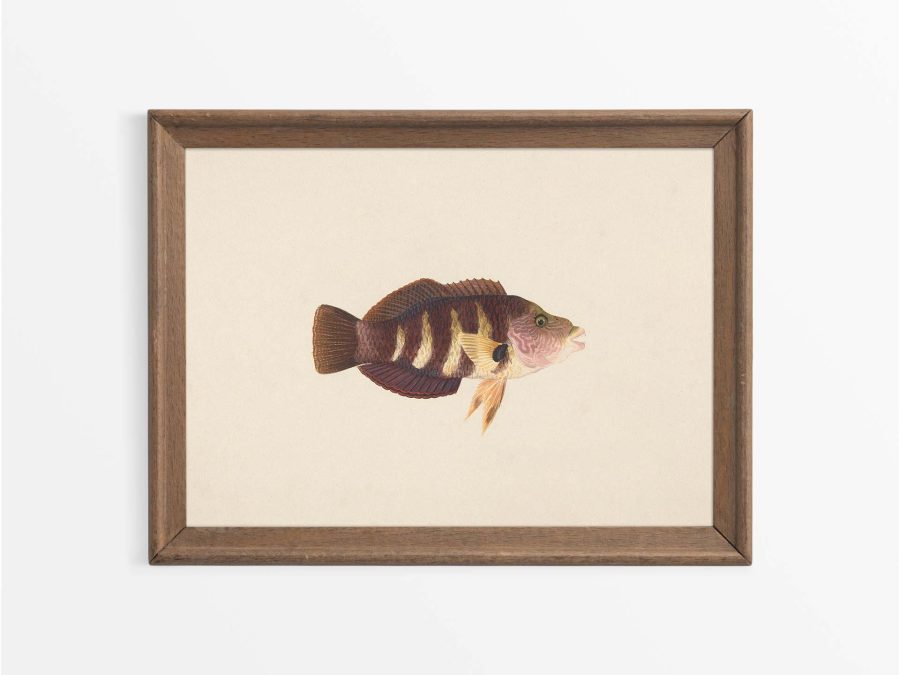 Fish XX Vintage Art Print