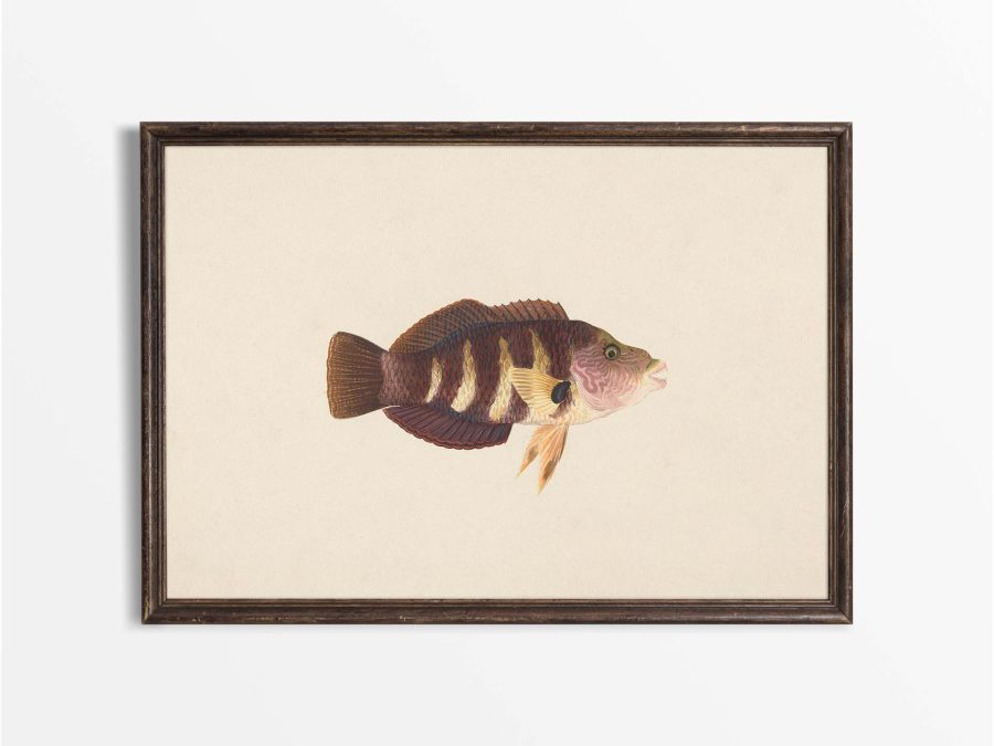 Fish XX Vintage Art Print