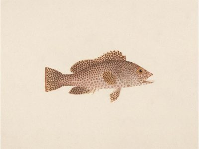 Fish XXI Vintage Art Print