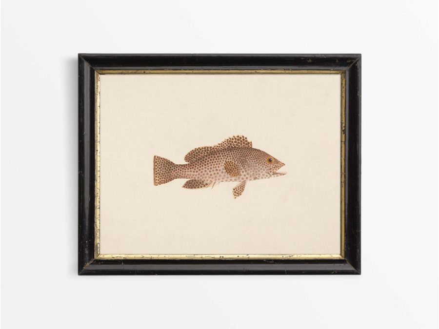 Fish XXI Vintage Art Print