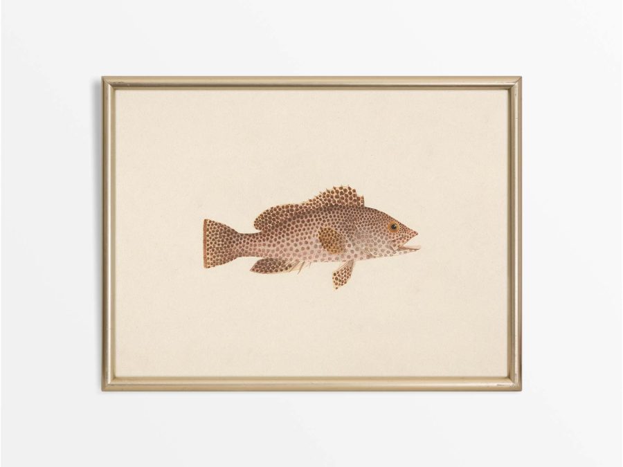 Fish XXI Vintage Art Print