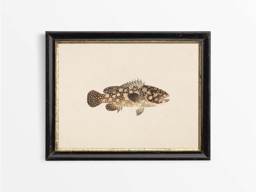 Fish XXII Vintage Art Print