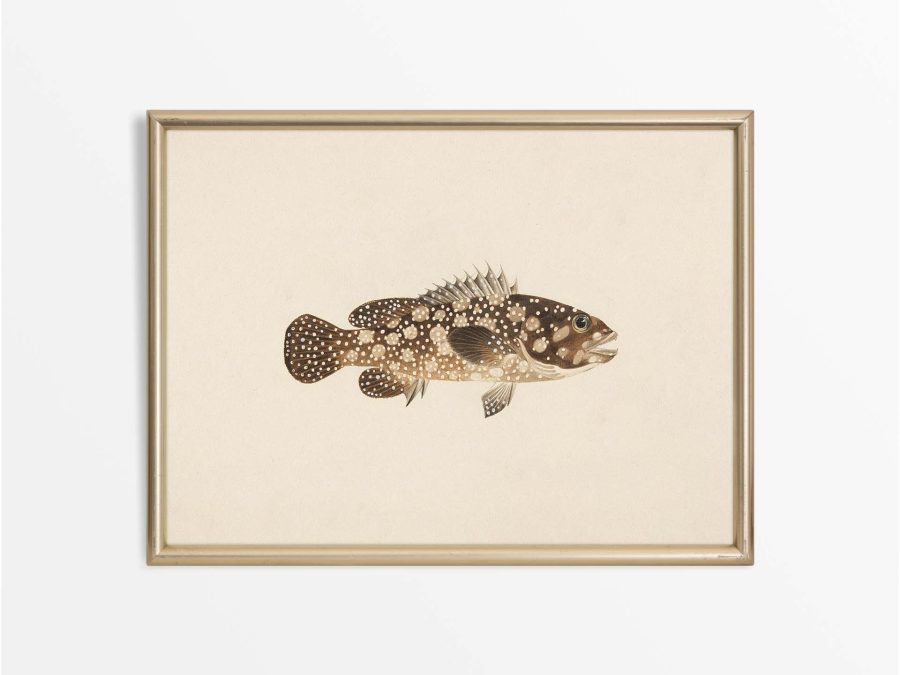 Fish XXII Vintage Art Print