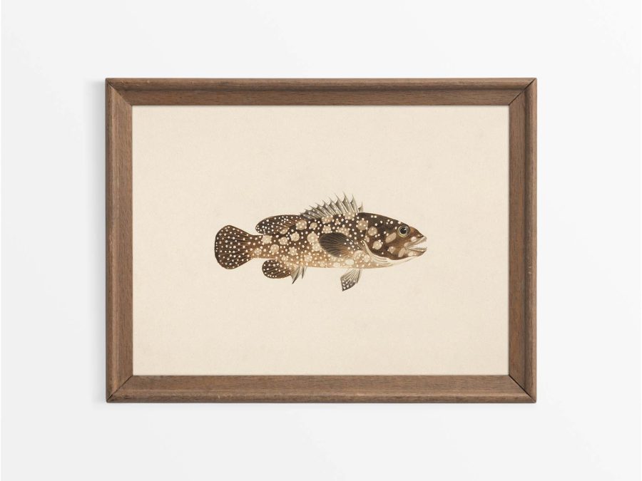 Fish XXII Vintage Art Print