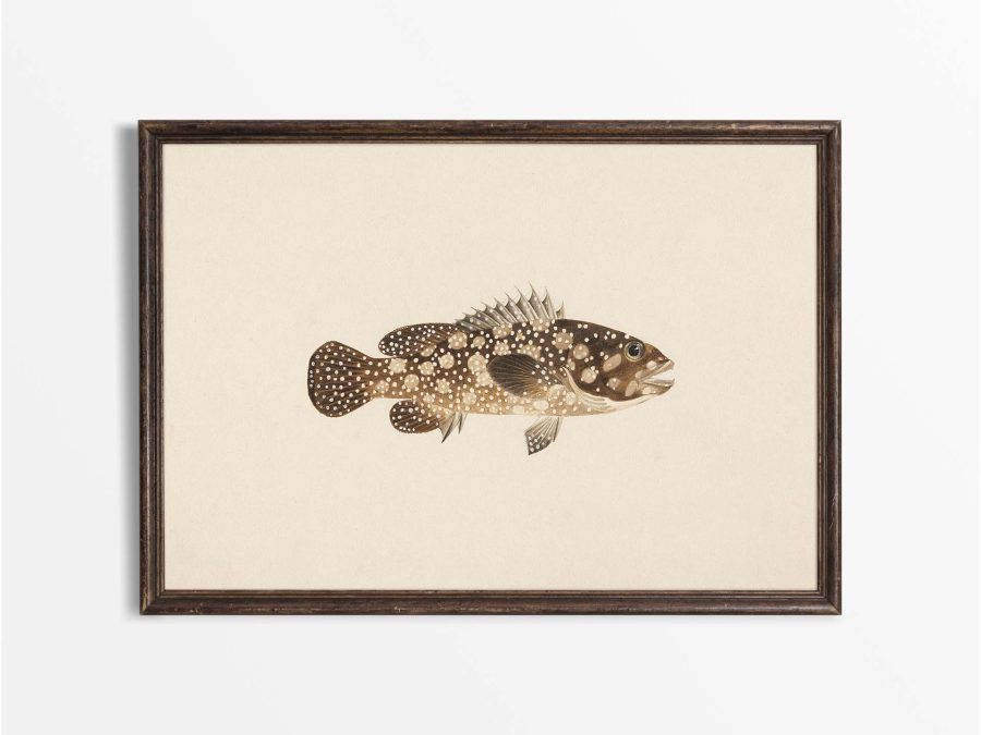 Fish XXII Vintage Art Print