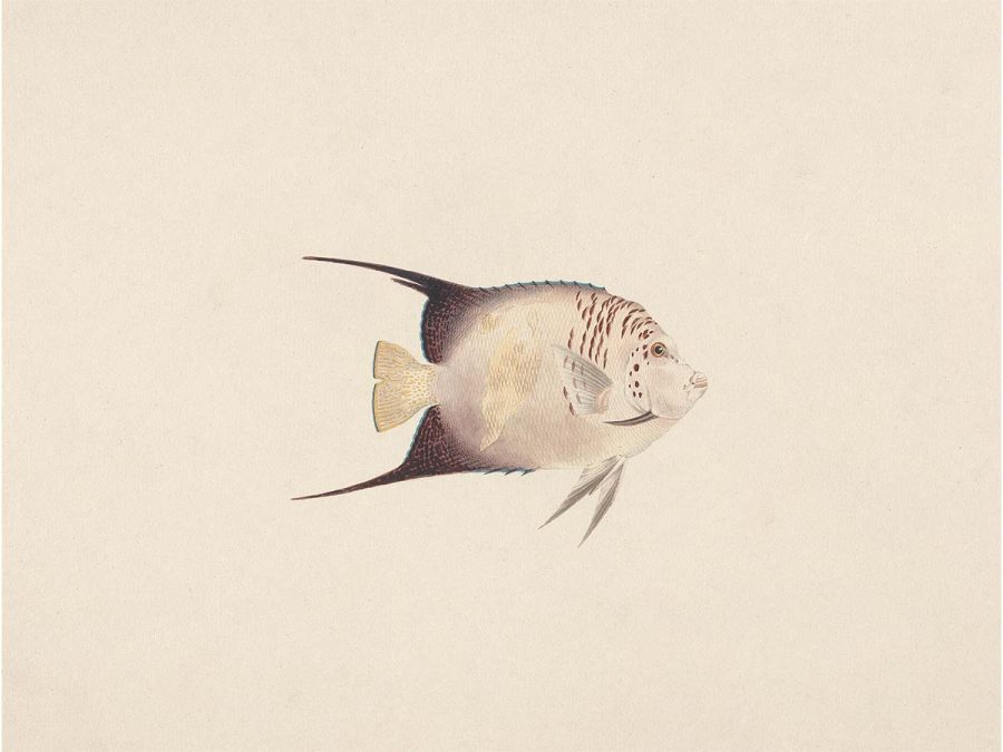 Fish XXIII Vintage Art Print