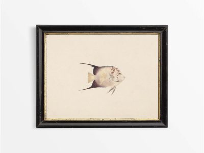 Fish XXIII Vintage Art Print