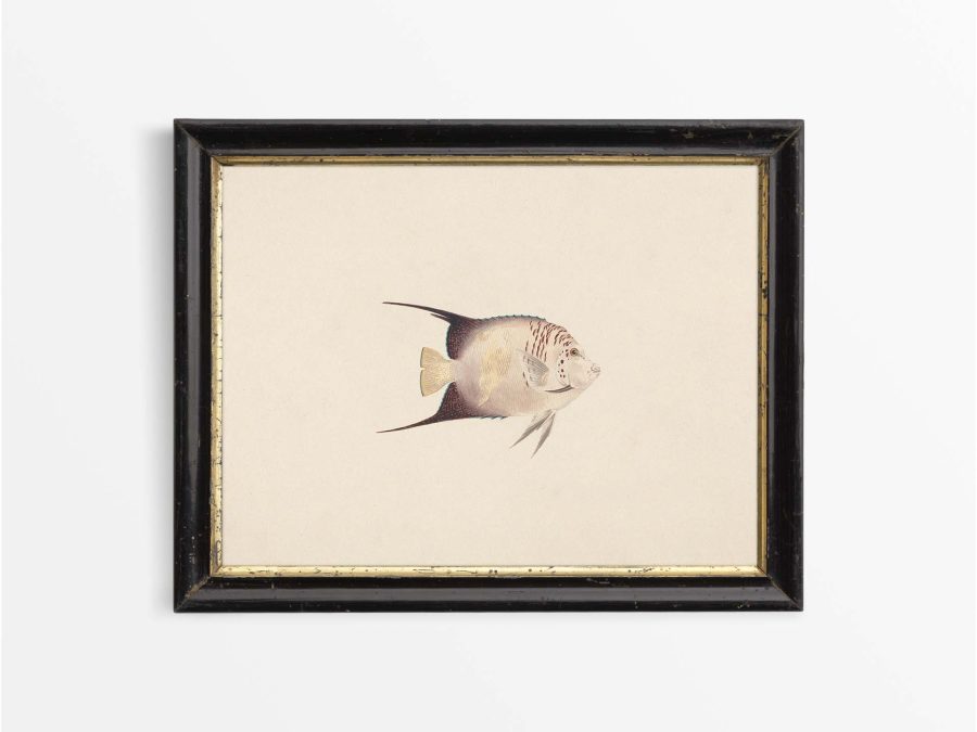 Fish XXIII Vintage Art Print