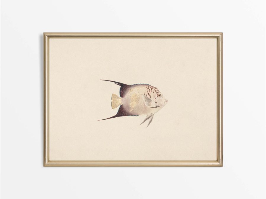 Fish XXIII Vintage Art Print