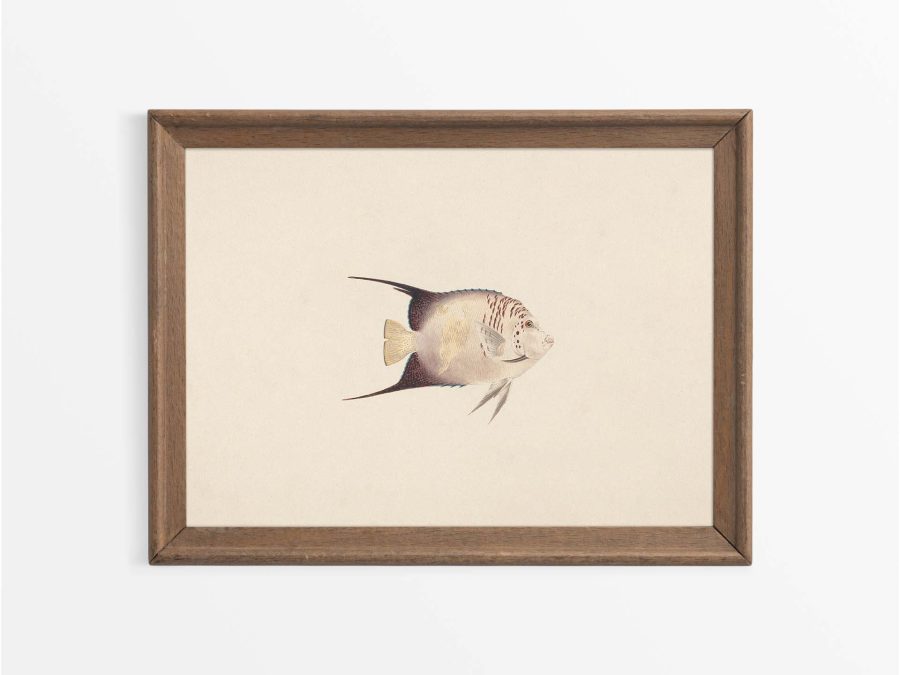 Fish XXIII Vintage Art Print