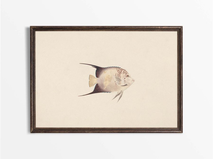 Fish XXIII Vintage Art Print