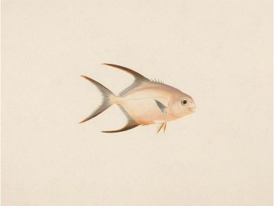 Fish XXIV Vintage Art Print