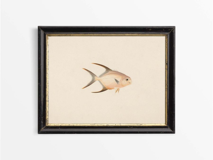 Fish XXIV Vintage Art Print