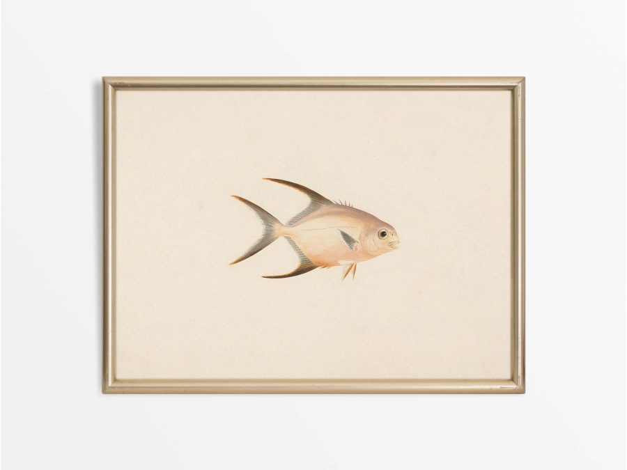 Fish XXIV Vintage Art Print