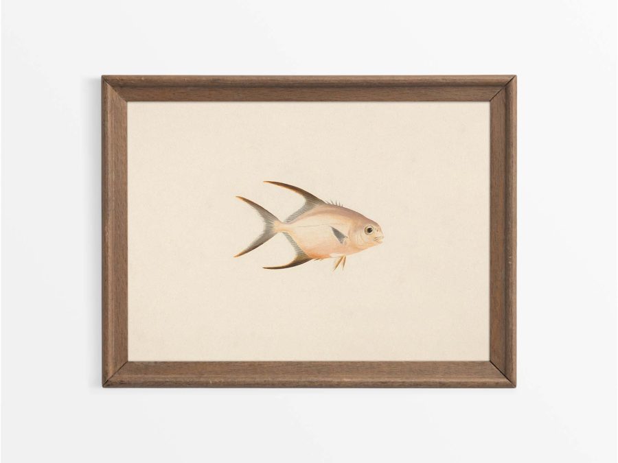 Fish XXIV Vintage Art Print