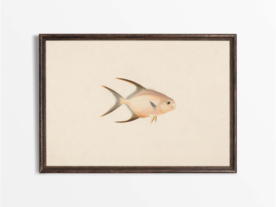 Fish XXIV Vintage Art Print