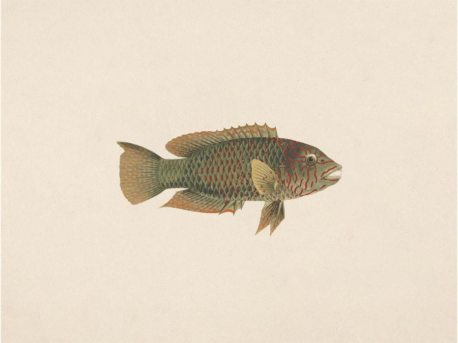 Fish XXV Vintage Art Print