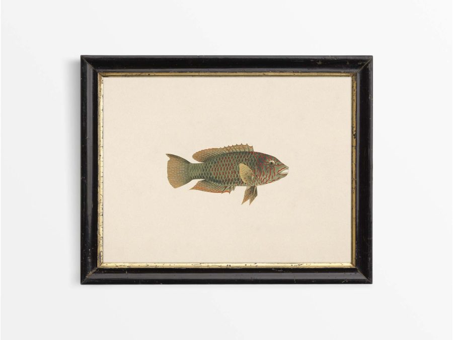 Fish XXV Vintage Art Print