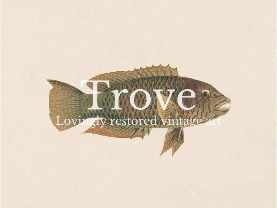 Fish XXV Vintage Art Print