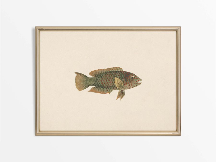 Fish XXV Vintage Art Print