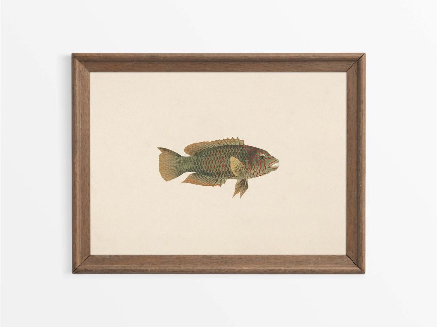 Fish XXV Vintage Art Print