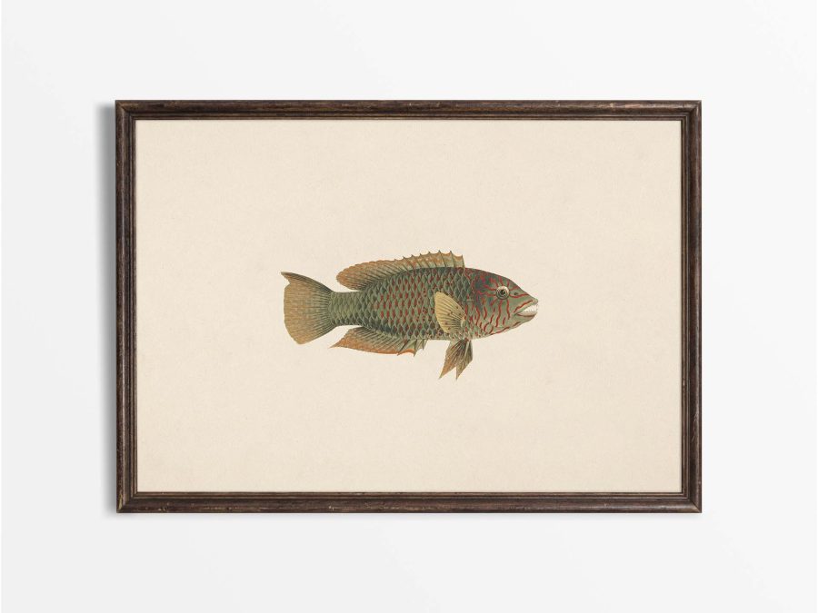 Fish XXV Vintage Art Print