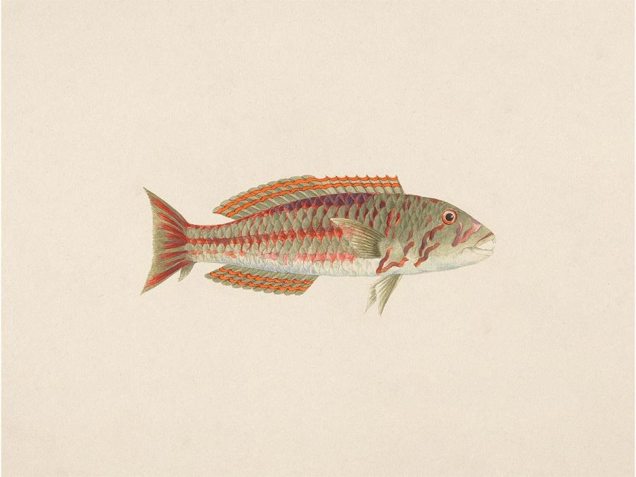 Fish XXVI Vintage Art Print