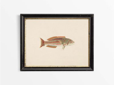 Fish XXVI Vintage Art Print