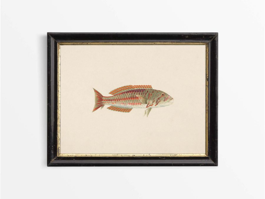 Fish XXVI Vintage Art Print