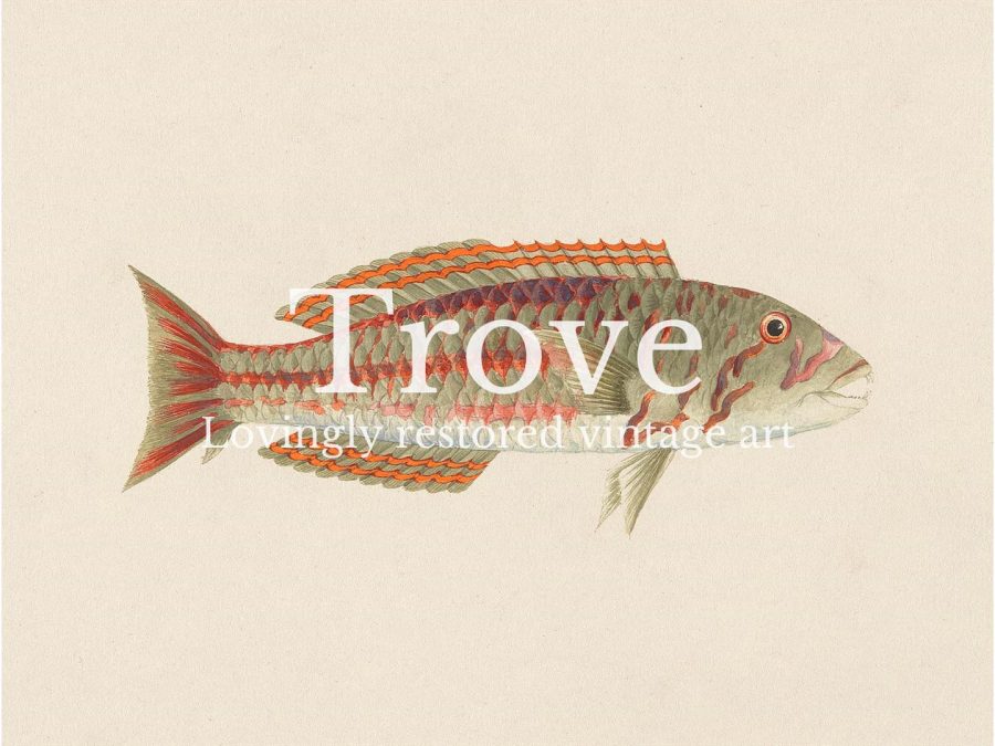 Fish XXVI Vintage Art Print