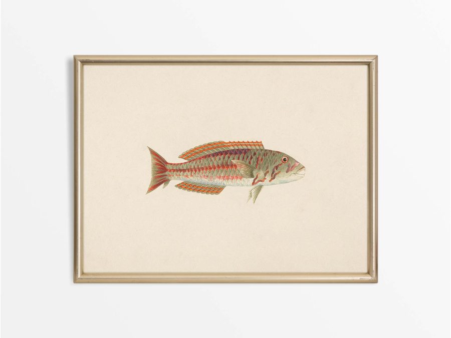 Fish XXVI Vintage Art Print