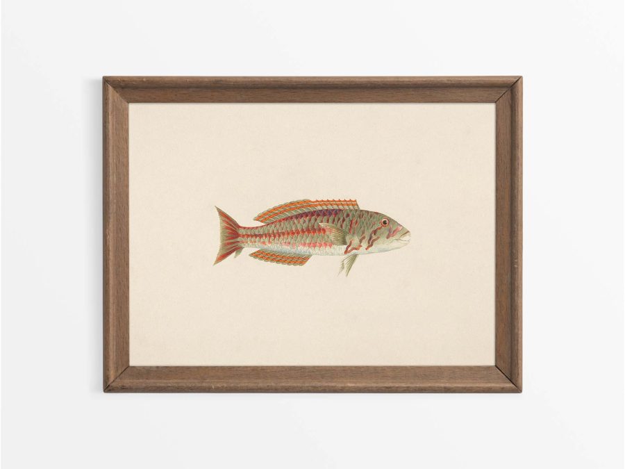 Fish XXVI Vintage Art Print