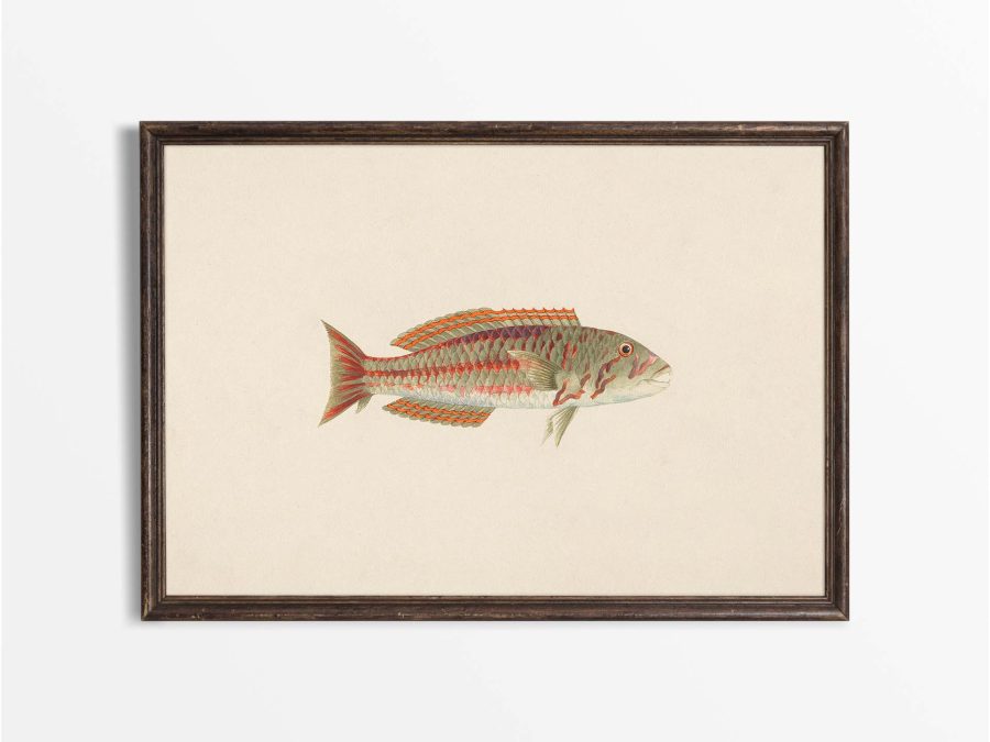 Fish XXVI Vintage Art Print