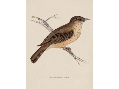 Flycatcher Vintage Art Print