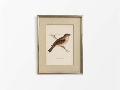 Flycatcher Vintage Art Print