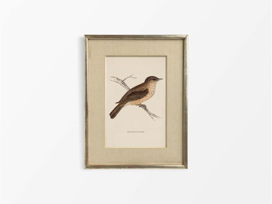 Flycatcher Vintage Art Print