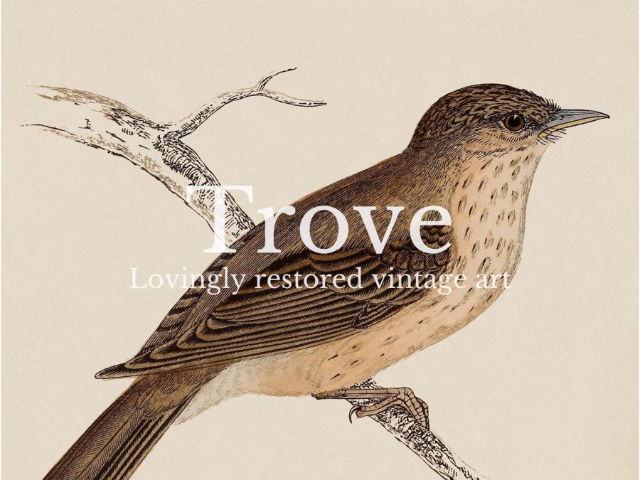 Flycatcher Vintage Art Print
