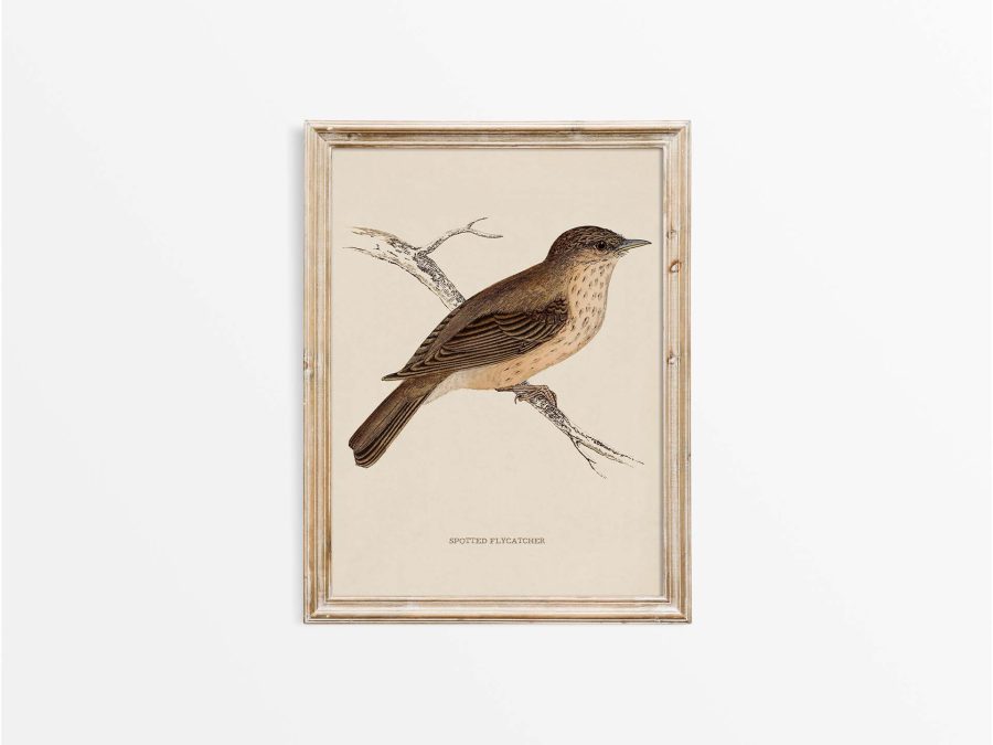 Flycatcher Vintage Art Print