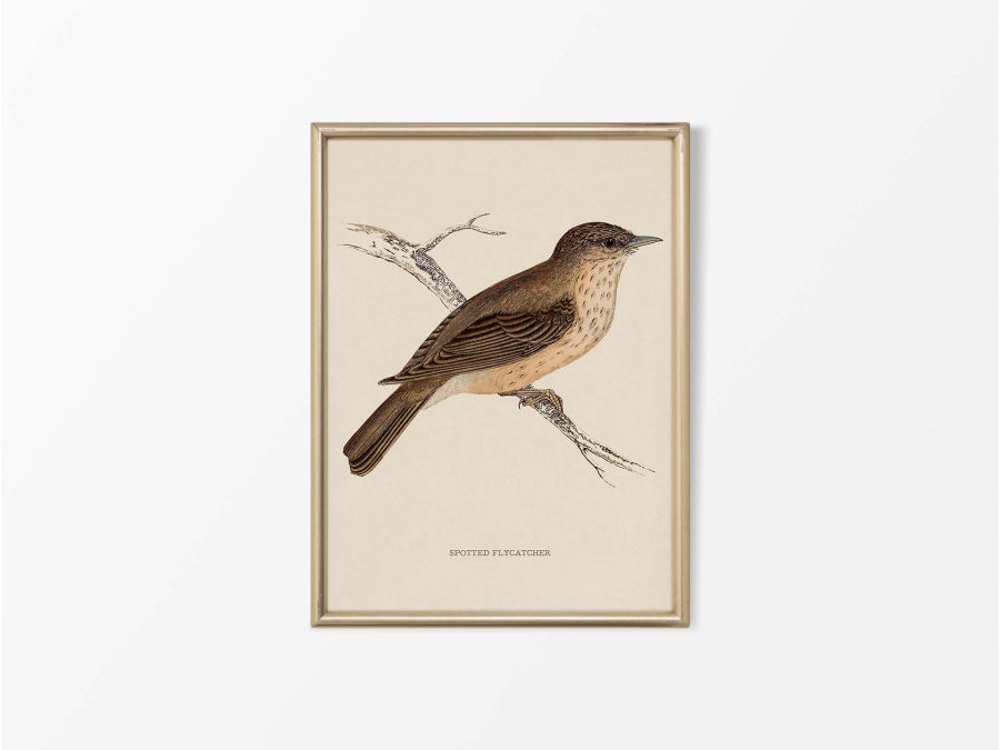 Flycatcher Vintage Art Print