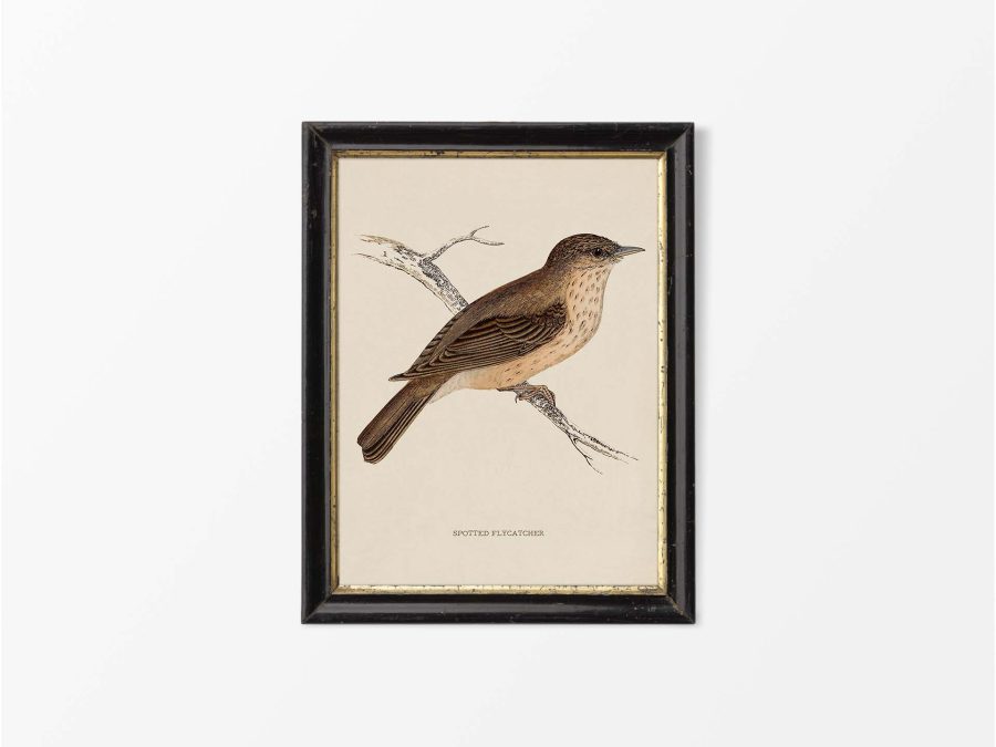 Flycatcher Vintage Art Print
